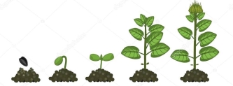 C:\Users\user\Desktop\depositphotos_202041146-stock-illustration-sunflower-life-cycle-growth-stages.jpg